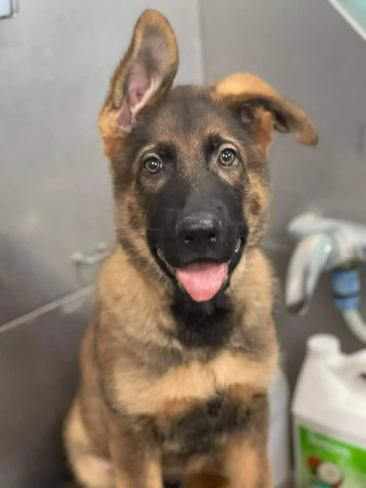 Bright eyes, clean coat, and feeling brand new.