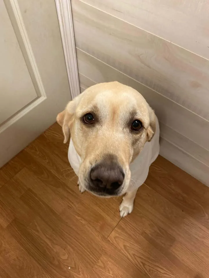 Fresh bath shine and ready for family photos.